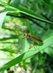 Nephrotoma submaculosa