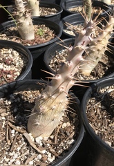Pachypodium saundersii