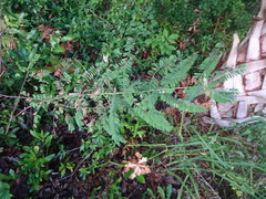 Image of Amorpha herbacea