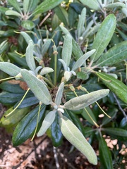 Rhododendron racemosum