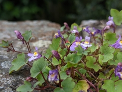 Cymbalaria muralis