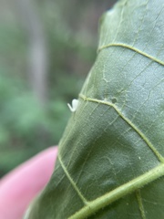 Caryomyia recurvata