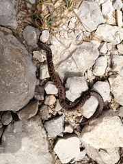 Vipera berus marasso