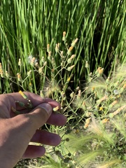 Hieracium longipilum