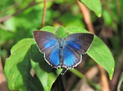 Ostrinotes sophocles