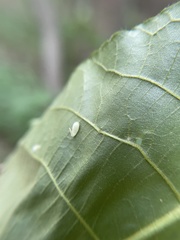 Caryomyia recurvata
