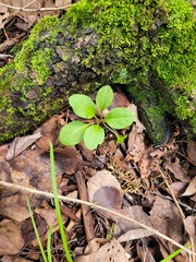 Orthilia secunda
