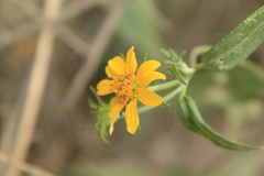 Aldama phenax