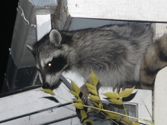 Procyon lotor psora