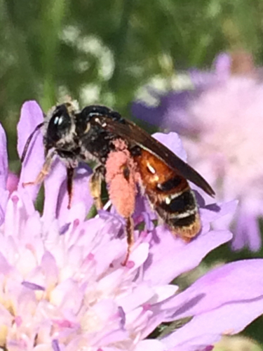 Large Scabious Mining Bee, Arnhem, photo 7 of 10