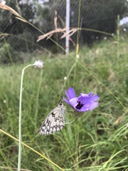 Melanargia