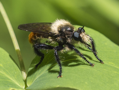 Laphria janus