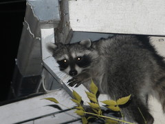 Procyon lotor psora