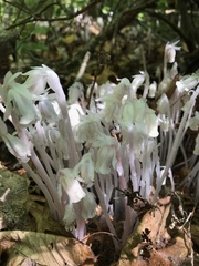 Monotropa