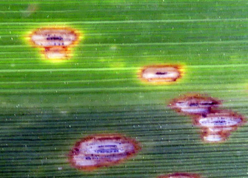Donacis leaf spot