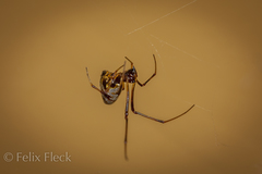 Argyrodes argyrodes