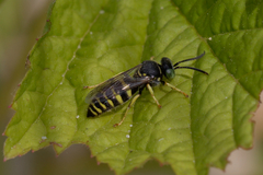 Bembecinus