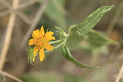 Aldama phenax