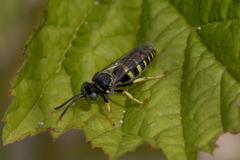 Bembecinus