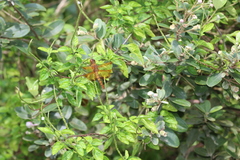 Camacinia gigantea