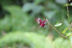 Camacinia gigantea