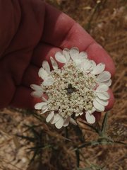 Artedia squamata