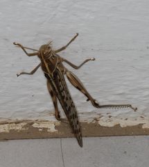 Schistocerca gregaria flaviventris