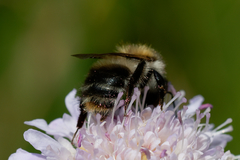 Bombus pascuorum