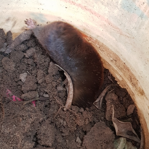 Zulu Golden Mole