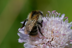 Bombus pascuorum
