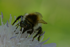 Bombus pascuorum