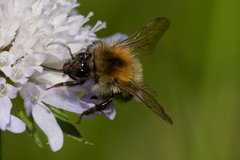 Bombus pascuorum
