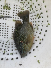 Lepomis gibbosus × cyanellus