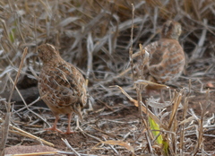 Turnix sylvaticus