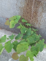 Cercis canadensis