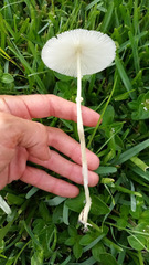 Leucocoprinus fragilissimus image