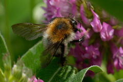 Bombus pascuorum