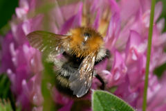 Bombus pascuorum