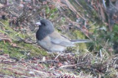 Junco hyemalis montanus