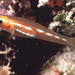 Gobio Mapache - Photo (c) WorldFish Center - FishBase, algunos derechos reservados (CC BY-NC)