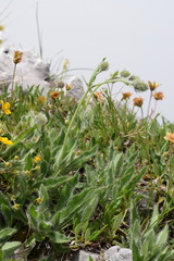 Hieracium pilosum
