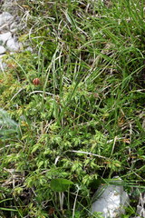 Juniperus communis saxatilis