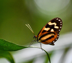 Hypothyris euclea intermedia