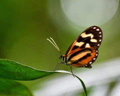 Hypothyris euclea intermedia