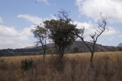 Agelanthus natalitius