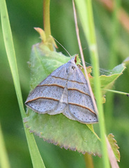 Colobochyla salicalis