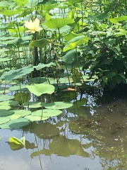 Nelumbo lutea
