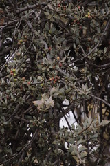 Agelanthus natalitius