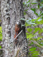 Lepidocolaptes leucogaster