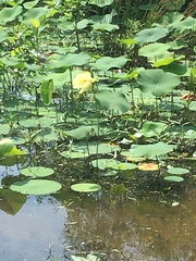 Nelumbo lutea